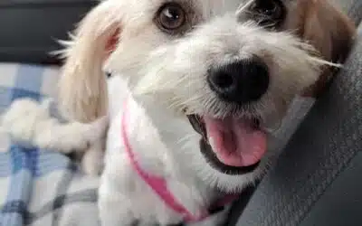 Cookie