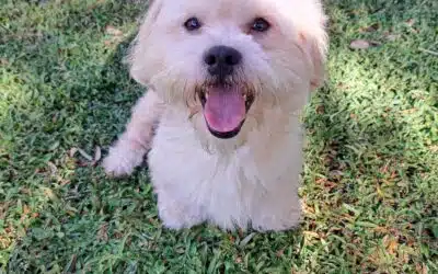 Chester