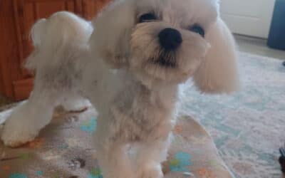 Romeo