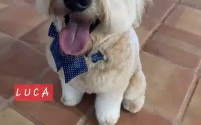 Luca