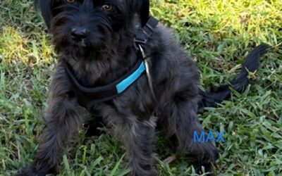 Max