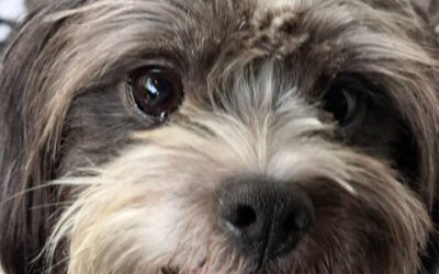 Buster