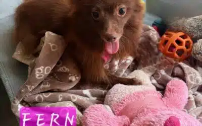 Fern