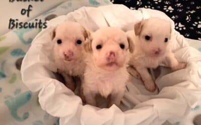 Maltipoo Puppies