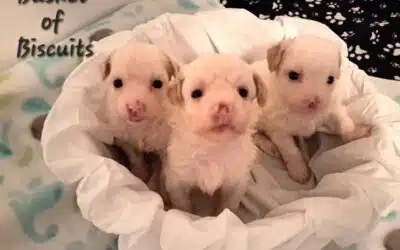 Maltipoo Puppies