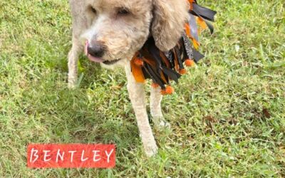 Bentley