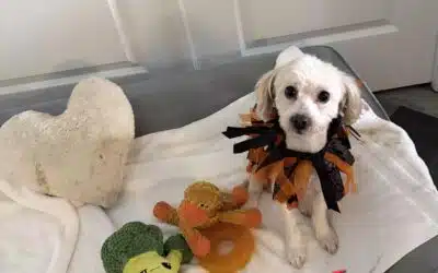 Daphne