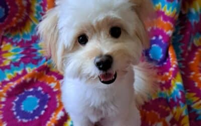 Benji