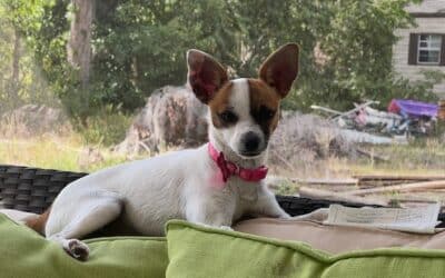 Tinkerbelle
