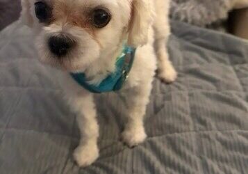 Petey