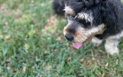 Jax
