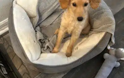 Gabriel