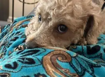 Dudley