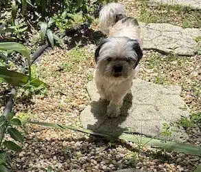 Ozzy