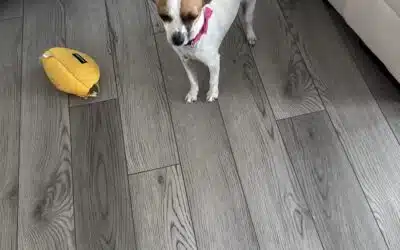 Tinkerbelle