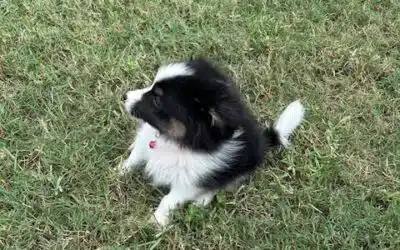 9 week old puppies