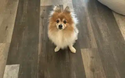 Rudi