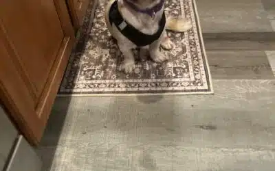 Maggie