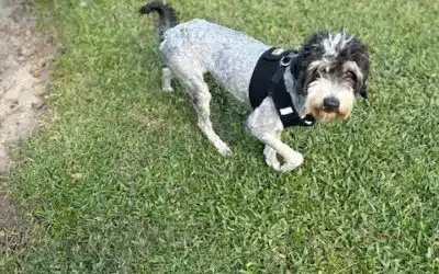 Tucker