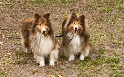 Sophie & Sadie