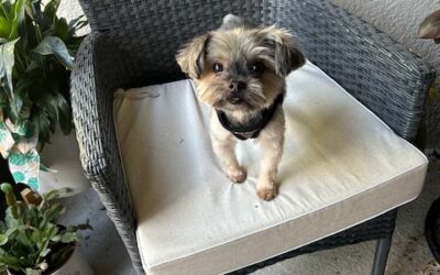 Tootsie