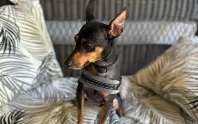 Brody