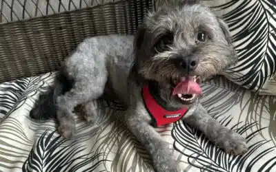 Benji