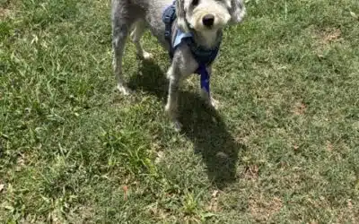 Bruno
