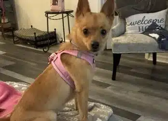 Lola