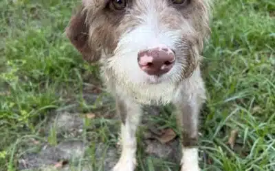 Penelope