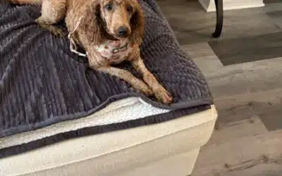 Penny