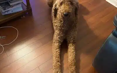 Arthur