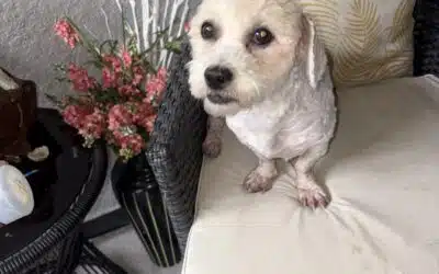 Pixie