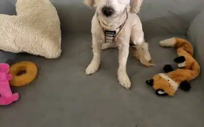 Oliver