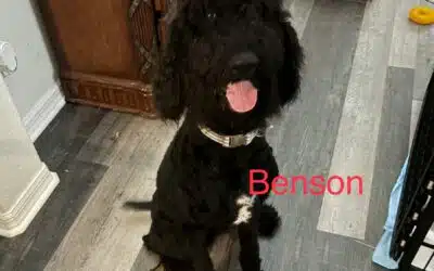 Benson
