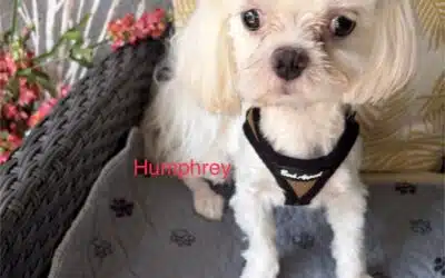 Humphrey