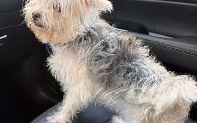 Minnie