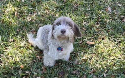 Phoebe
