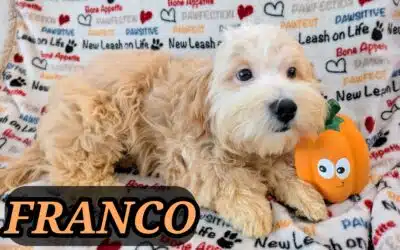 Franco