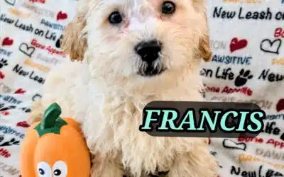 Francis