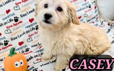 Casey
