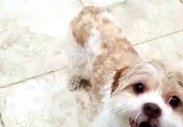 Honey Bear
