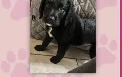 Leila