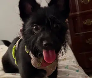 Roxy